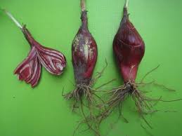 Image result for Eleutherine bulbosa