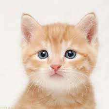 Gambar kucing yang comel dan gebu gambarrrrrrr. Gebu Gambar Anak Kucing Comel