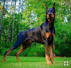 Buy and sell dobermanns puppies & dogs uk with freeads classifieds. Pure Breed Pure Beauty Doberman Pinscher Doberman Dogs Doberman