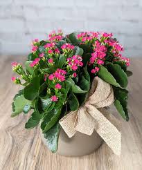 Image result for Kalanchoe