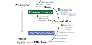 The more questions you get correct here, the more random knowledge you have is your brain big enough to g. Pharmacodynamics Pharmacy Exam Quiz Proprofs Quiz