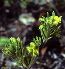 Image result for Surianaceae