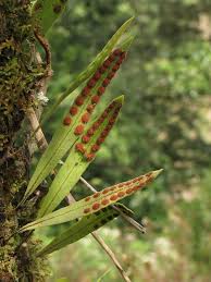Image result for Pleopeltis macrocarpa