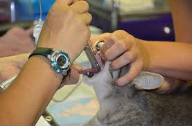 We offer pet medical care, surgery, boarding, grooming and more. Who S Your Favorite Veterinarian Here Are The Nominees Vote Now In Clarksville S Best Clarksvillenow Com