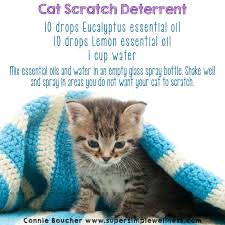 Pin On Cat Training