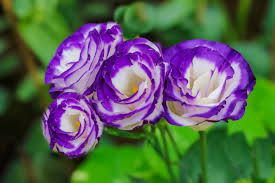 If you are looking for a flower that is almost identical to a rose though, it would be the camellia japonica. Lisianthus Plant Care Growing Guide