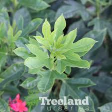 Image result for Jatropha campestris