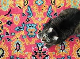 For pets like dogs or cats entering indian territory due to ownership changing, a quarantine of 30 days is required in an official quarantine facility in the origin nation. How To Get A Pet Passport India 2021 Guide Pets That Travel