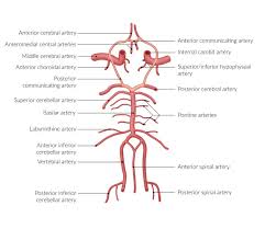 When your neck hurts, you know it. Dissection Of The Carotid And The Vertebral Artery Amboss