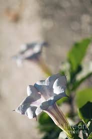 Image result for Datura inoxia