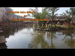 Mancing Nila Merah Di Telaga Rindu Karanganyar Youtube
