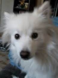 American Eskimo Dog Black And White A Little To Medium Size Nordic Type Dog The American Eskimo Dog Is Recognized For Its Bright Whi American Eskimo Dog Miniature American Eskimo American Eskimo