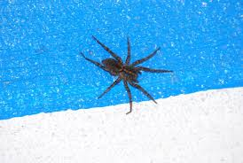 Spiders tend to go wherever the darkest, messiest place is and the basement definitely fits this mold. Big Aaaaaaa Spider In The Basement Floor Ceramic Installed Molding House Remodeling Decorating Construction Energy Use Kitchen Bathroom Bedroom Building Rooms City Data Forum