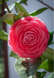 Top 35 Most Beautiful Flowers In The World A Z Hd Images Jessica Paster Most Beautiful Flowers Beautiful Pink Flowers Flowers