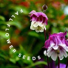 In the zone 5 garden, annuals begin to flower in. 25 Annual Perennial Flower Seeds To Sow In Fall Printable List