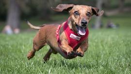 Annual Old West Balloon Fest Wiener Dog Championships