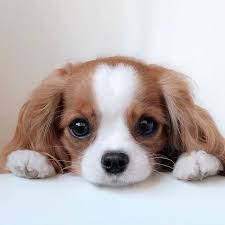23 Animals Who Are Definitely Wondering How Did I Get Here Cute Baby Dogs Cute Dogs Cute Little Puppies Cute puppy names aren't always for everyone though. cute baby dogs