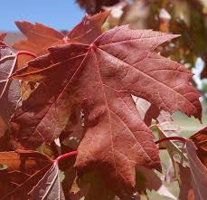 This particular tree standing next to the. When Your Maple Turns Red Before Its Time The Journal