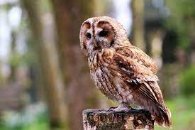 Check spelling or type a new query. Civetta Athene Noctua Un Uccello Notturno Che Oggi E Specie Protetta