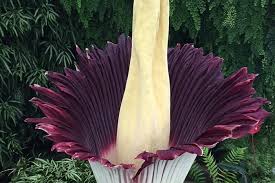 The table below contains the list some of the most beautiful and famous flowers found in the garden or backyard of a homeowner here in the philippines. Top 10 Most Startling Exotic Flowers In The World