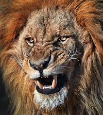 Leo The Lion Lion Pictures Lion Photography Lion