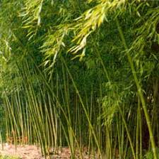 It took a couple months, but anyone super committed could finish this on a weekend. How To Build A Bamboo Fence Diy Mother Earth News