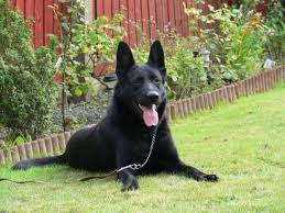 German shepherd puppies for sale, there are 3 beautiful girls and 4 lovely boys all can been seen with mum and dad. Pin By Sonni Ann Gavin On German Shepherd Part 1 Black German Shepherd Black German Shepherd Dog Black German Shepherd Puppies