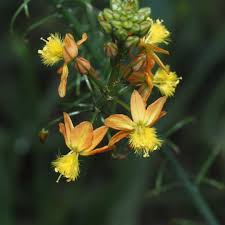 Image result for Bulbine capitata