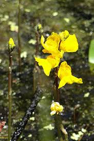 Image result for Utricularia sp.no.1