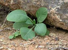 Image result for Nicotiana glauca