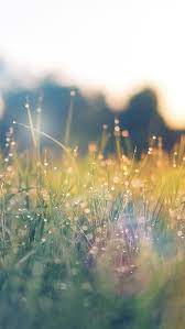 We've got the finest collection of iphone wallpapers on the web, and you can use any/all of them however you wish for free! Best Spring Iphone Hd Wallpapers Ilikewallpaper