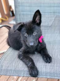 Check spelling or type a new query. Black German Shepherd What Is A Black German Shepherd All About Shepherds