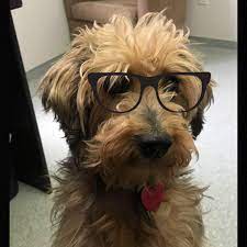 Adoption fees at aztec animal shelter vary by animal. Friends Of The Aztec Animal Shelter Home Facebook