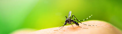Ada county weed, pest and mosquito … the abatement district will continue to monitor and treat populations in the affected areas, as well as throughout the abatement district boundaries to control mosquito populations and prevent wnv from being … Mosquito Control Spraying In Grand Rapids Tuff Turf Molebusters