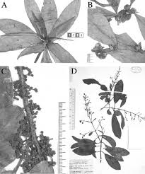 Image result for Balthasaria schliebenii