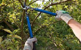 How often do i need to trim my trees? How Much Does It Cost To Trim A Tree The Urban Foresters
