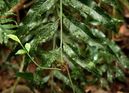 Image result for Asplenium gemmiferum