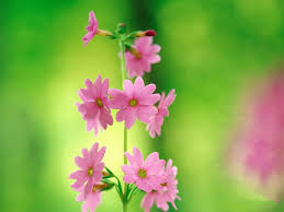 Maybe you would like to learn more about one of these? Free Download Pink And Green Flowers Pink Flower Wallpaper Little 1024x768 For Your Desktop Mobile Tablet Explore 43 Green And Pink Wallpaper Pink Design Wallpaper Pink And Brown Wallpaper