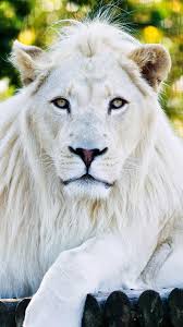 1080p Black And White Lion Wallpaper Animals White Lion Wallpapers White Lion Lion Pictures White Lion Images