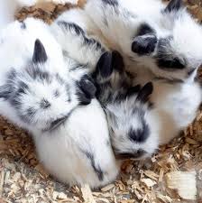 Illustration about seamless pattern with funny cat, dog and bunny cute cartoon characters with flowers and mushrooms. Lionhead Rabbits Complete Guide To Care Lifespan Breed Info And Faqs Northern Nester
