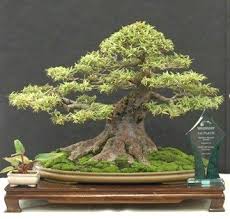Popular varieties include olive, dwarf apple and apricot. Ready To Buy A Bonsai Tree Tips On What To Look For Bonsai Mary