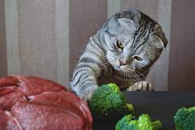 Can cats eat raw fish? Can Cats Eat Broccoli Is Broccoli Safe For Cats Excitedcats