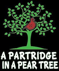And a partridge in a pear tree. A Partridge In Pear Tree Song 12 Days Christmas Digital Art By Henry B