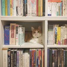 猫と暮らす インテリア 校正者 牟田都子さんちの みたらしとユキチ 猫 猫と暮らす イヌ