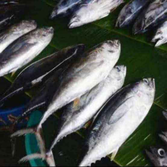 Ikan Tuna