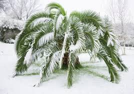 Als ein an phönixpalme interessierter kunde der gerne. Winterharte Palmen Die Besten Arten Fur Den Garten Plantura