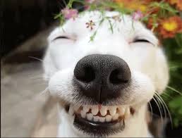 Roses gif flowers gif beautiful rose flowers beautiful gif romantic flowers beautiful flowers valentines gif animated heart emoji images. Smiling Dogs Gifs 30 Animated Pics Of Cute Dog Smiles