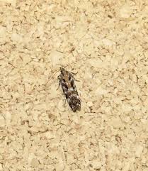 Image result for Ericinella