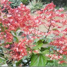 Image result for Clerodendrum capitatum