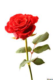 Like venus herself breathed life into this bouquet. Flowers Roses Isolated Image A Rose Images Rose Flower 17043 Torange Biz Free Pics On Cc By License